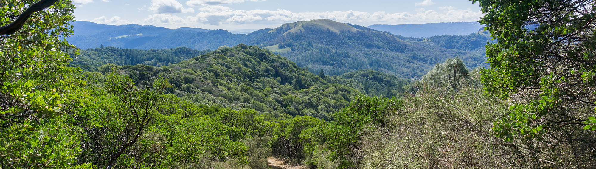 Scenic mountain forest